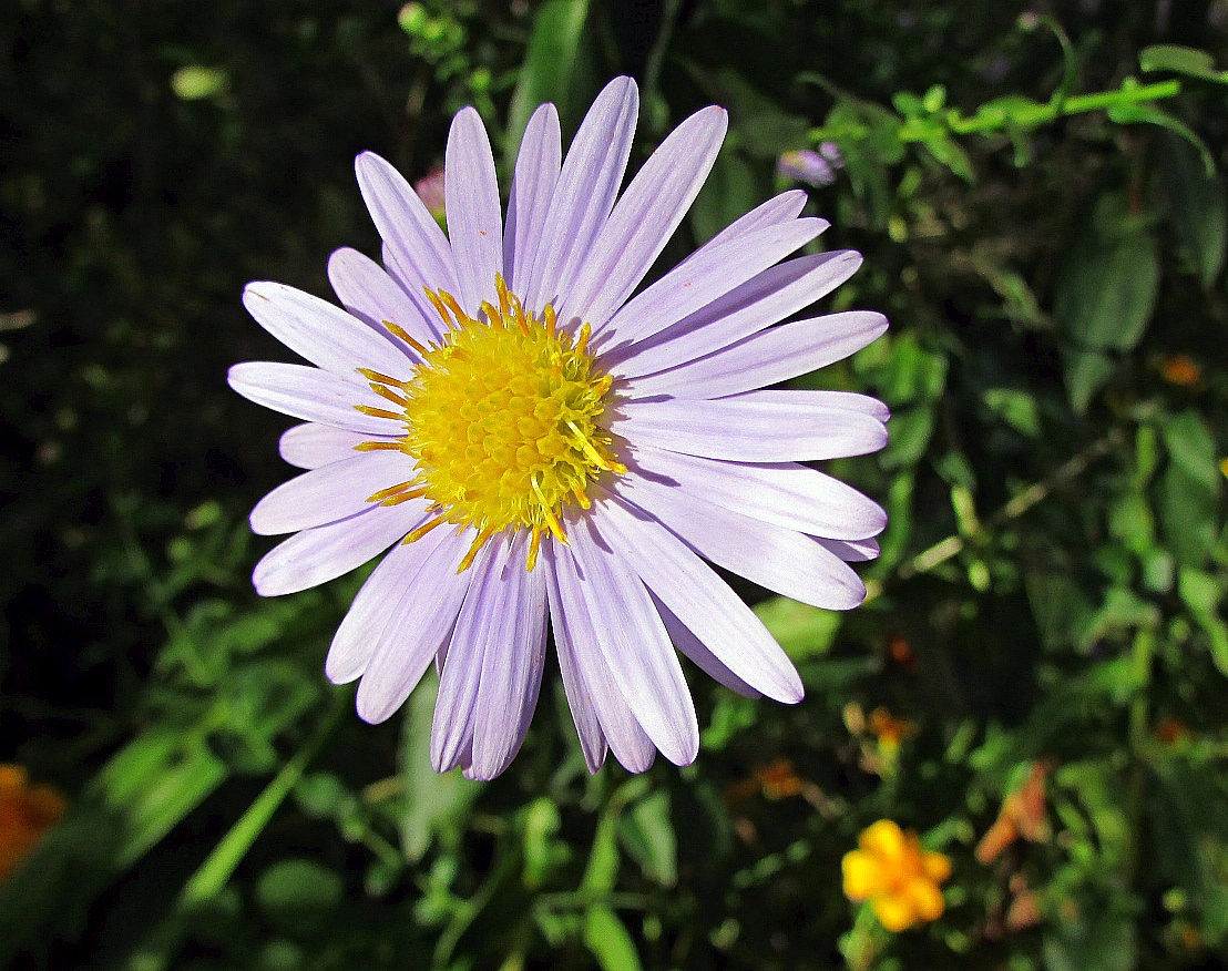 Изображение особи Symphyotrichum &times; versicolor.