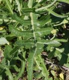 Sonchus arvensis ssp. uliginosus