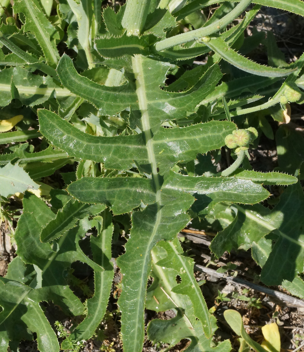 Image of Sonchus arvensis ssp. uliginosus specimen.