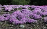 Phlox subulata