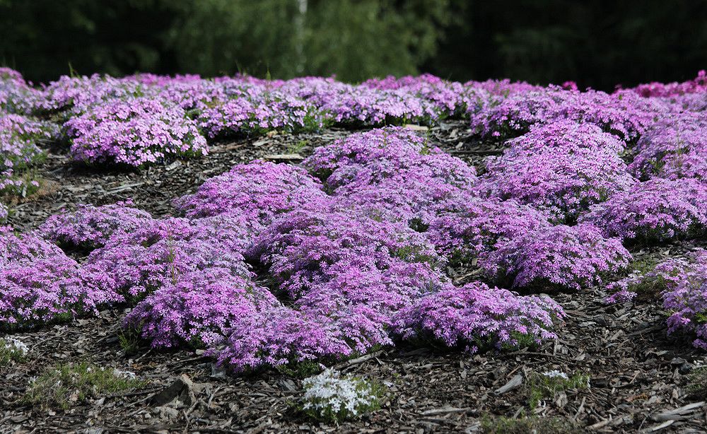 Image of Phlox subulata specimen.
