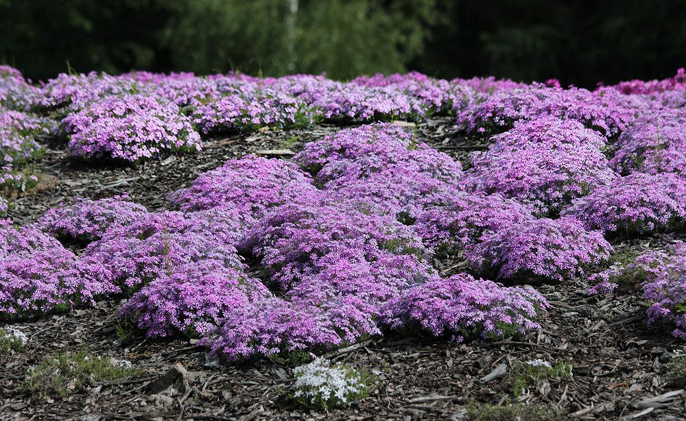 Изображение особи Phlox subulata.