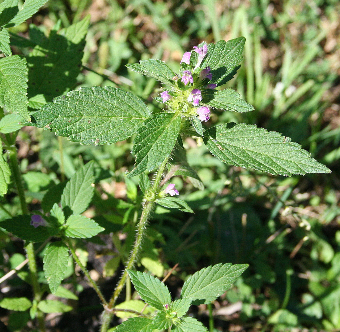 Image of Galeopsis bifida specimen.