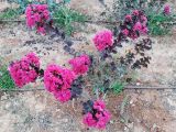 Lagerstroemia indica. Молодое цветущее растение. Израиль, г. Бат-Ям, в культуре. 20.082016.