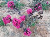 Lagerstroemia indica