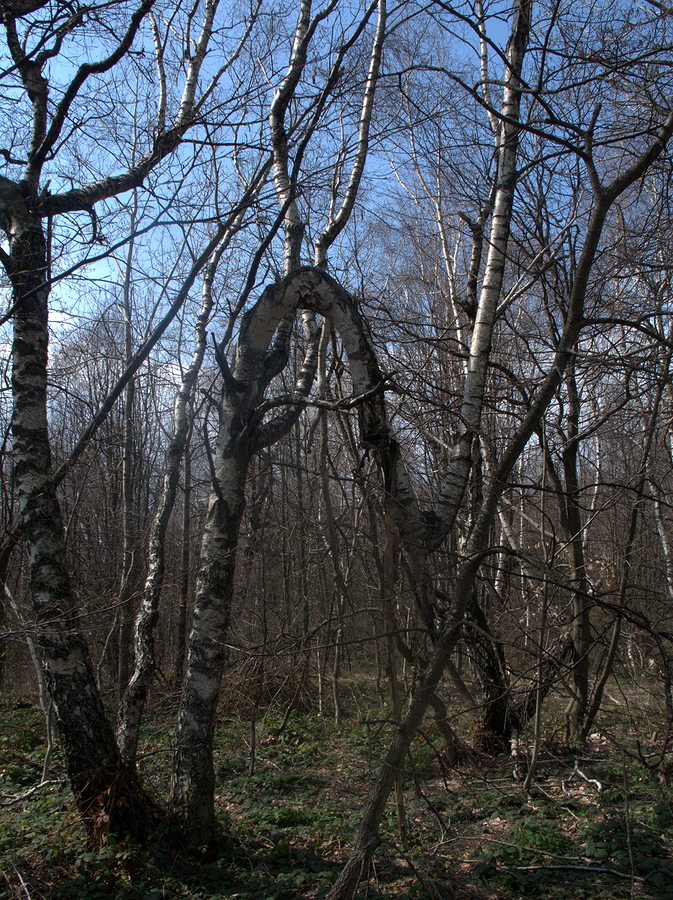 Image of Betula pendula specimen.