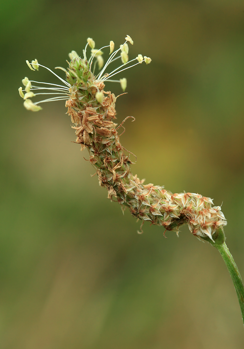 Image of Plantago lanceolata specimen.