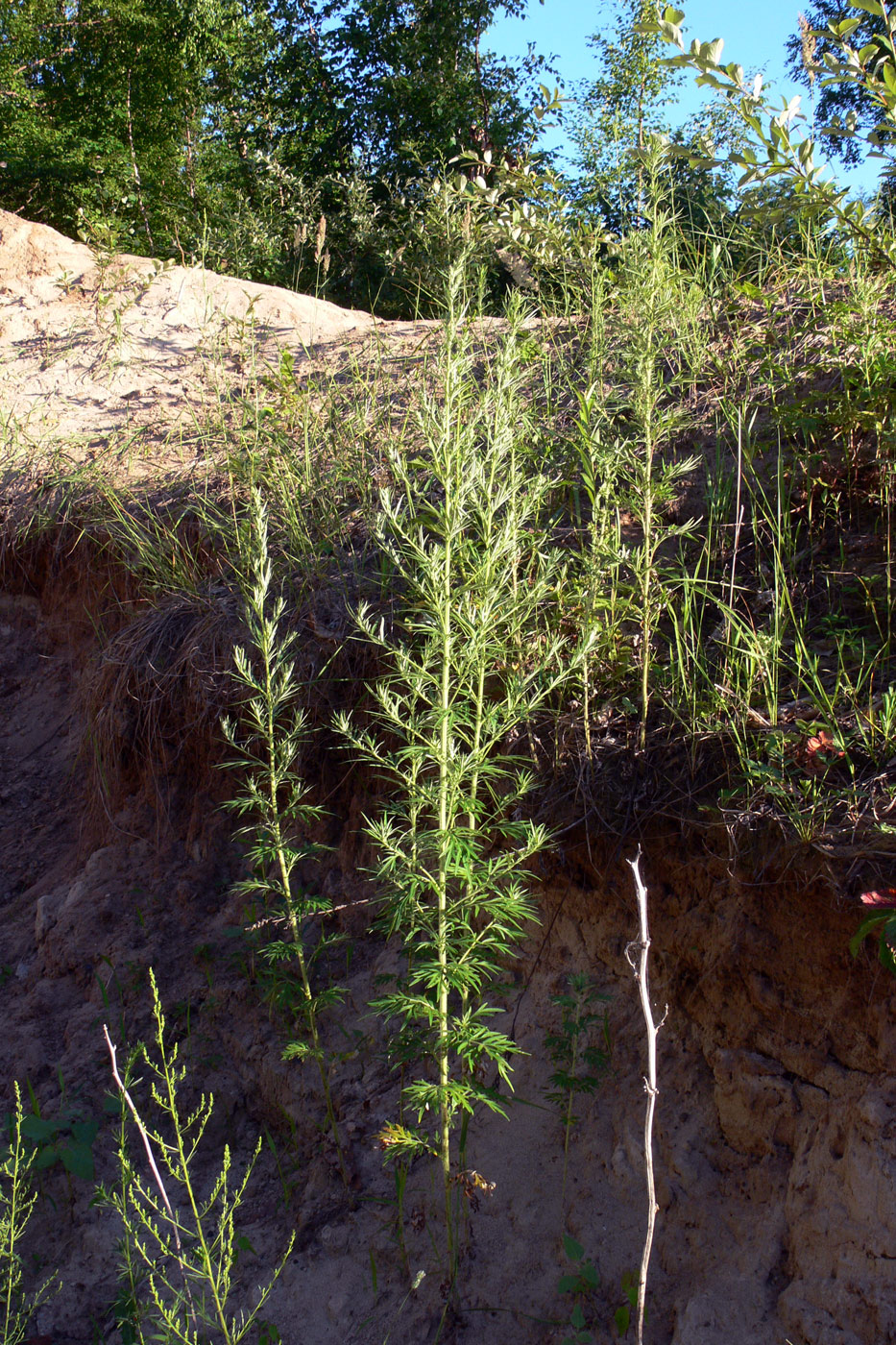 Image of Artemisia vulgaris specimen.