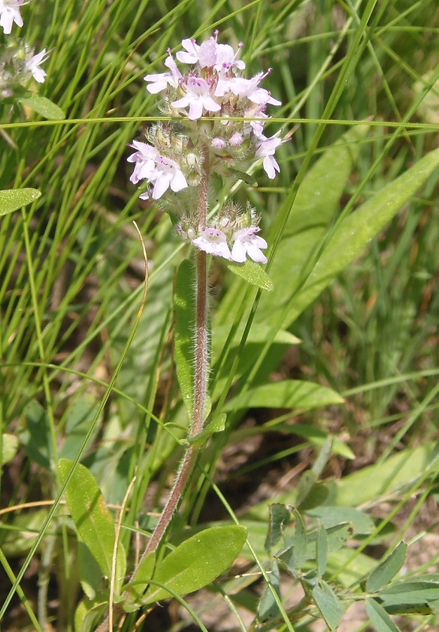 Изображение особи Thymus marschallianus.
