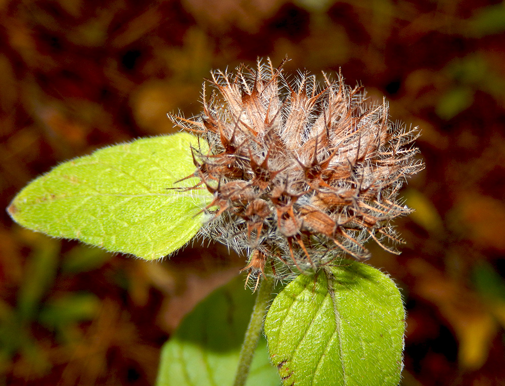 Image of Clinopodium caucasicum specimen.