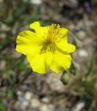 Helianthemum canum