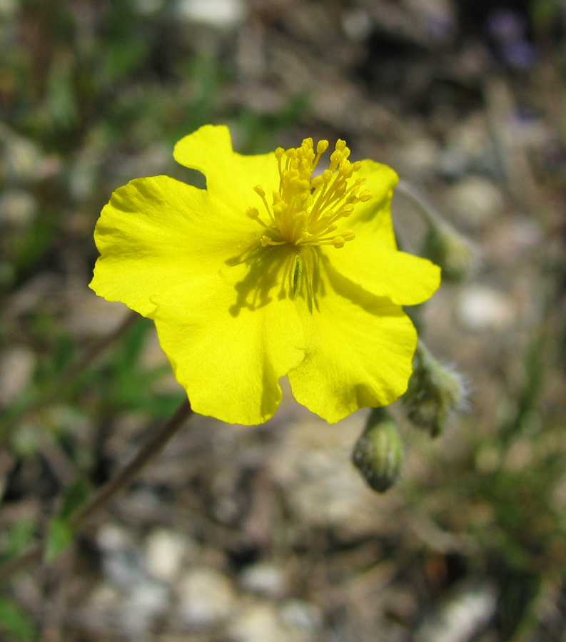 Image of Helianthemum canum specimen.