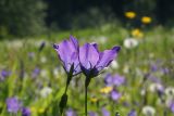 Campanula altaica