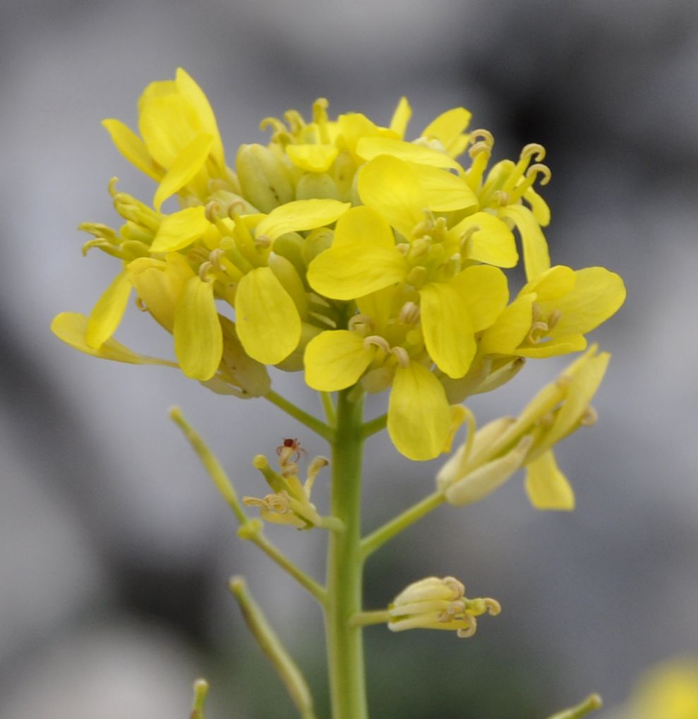Image of Brassica nivalis specimen.