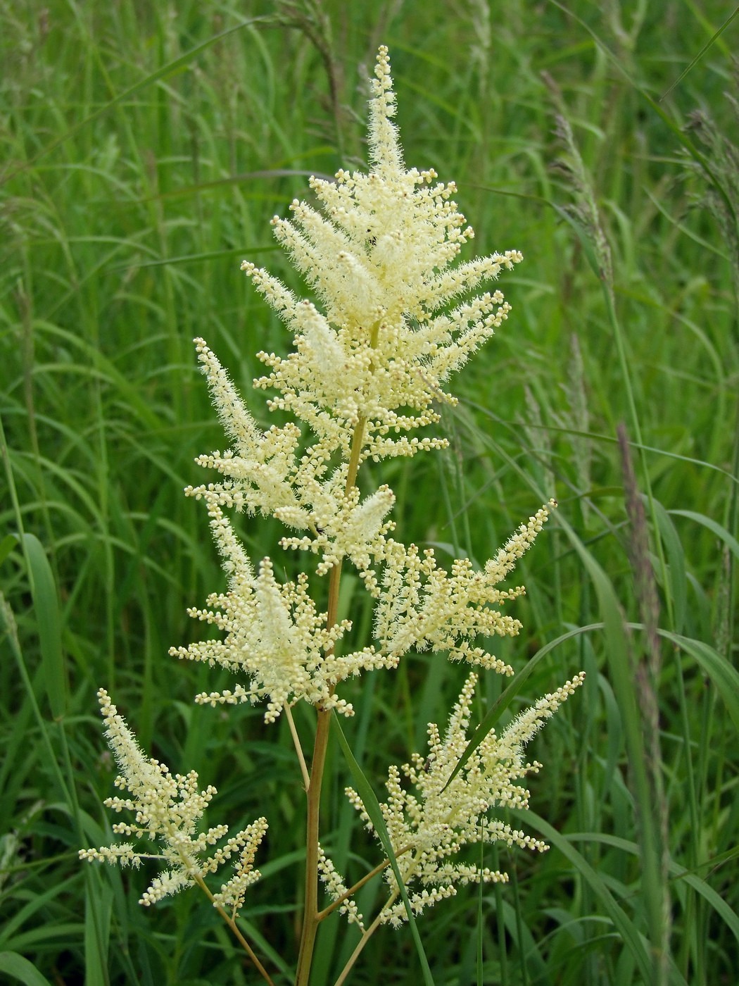 Изображение особи Aruncus dioicus.