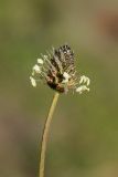 Plantago sphaerostachya