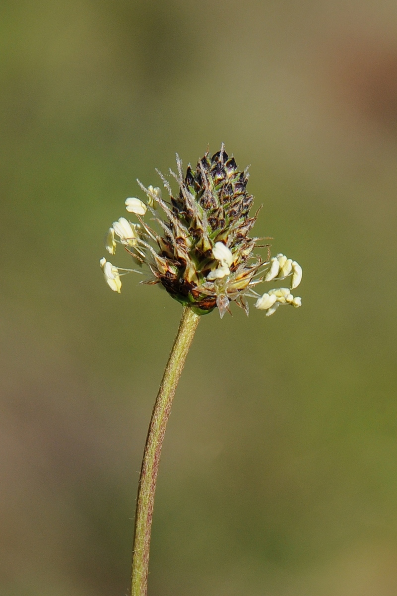 Image of Plantago sphaerostachya specimen.