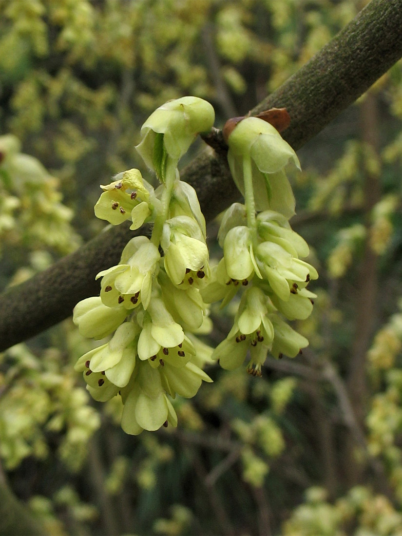 Image of Corylopsis willmottiae specimen.