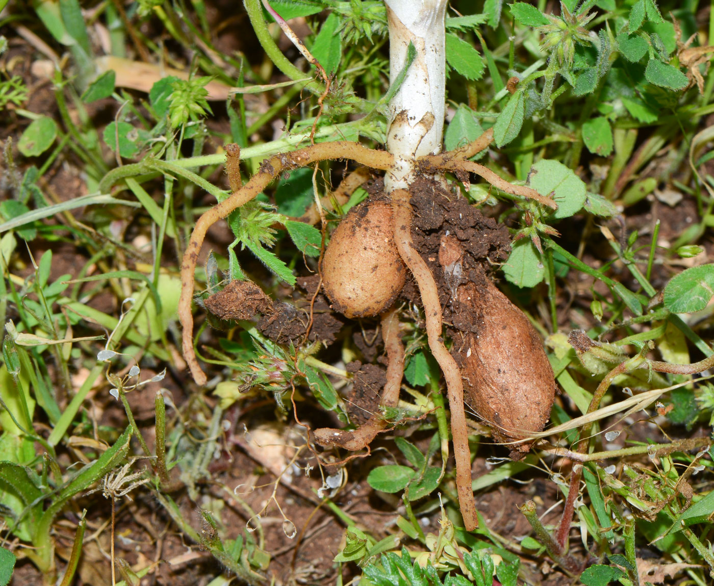 Image of Anacamptis papilionacea ssp. schirwanica specimen.