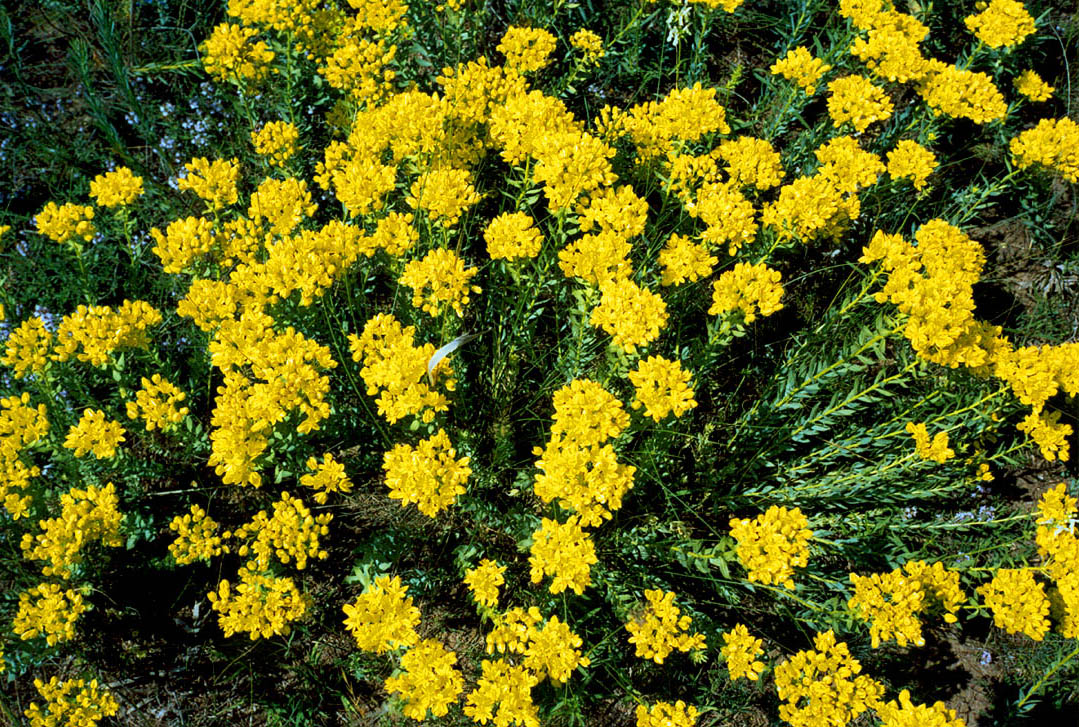 Image of Haplophyllum suaveolens specimen.