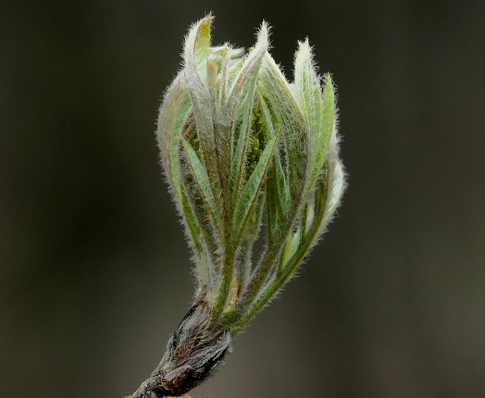 Изображение особи Sorbus aucuparia.