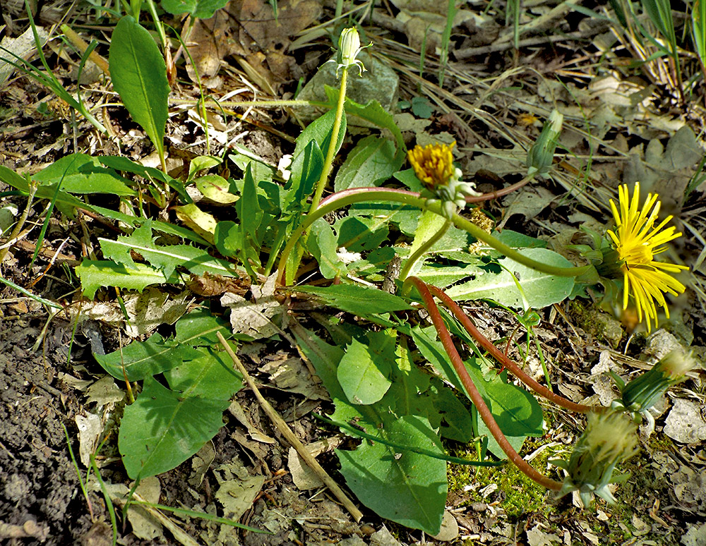 Image of Taraxacum microlobum specimen.