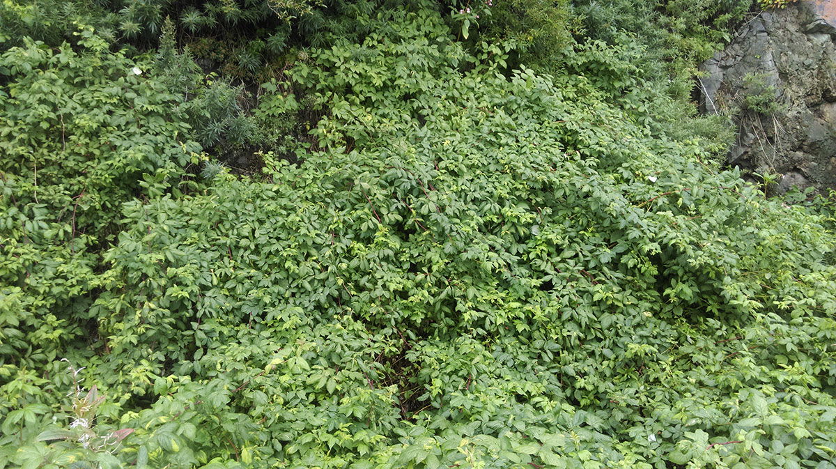 Image of Rubus idaeus specimen.