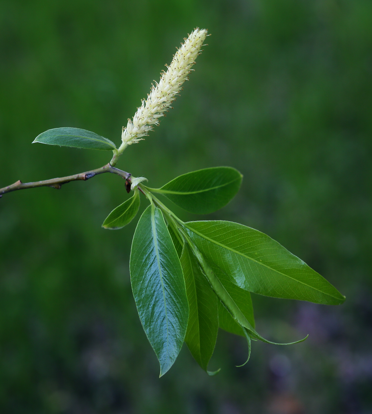 Изображение особи Salix euxina.