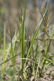 Carex spicata