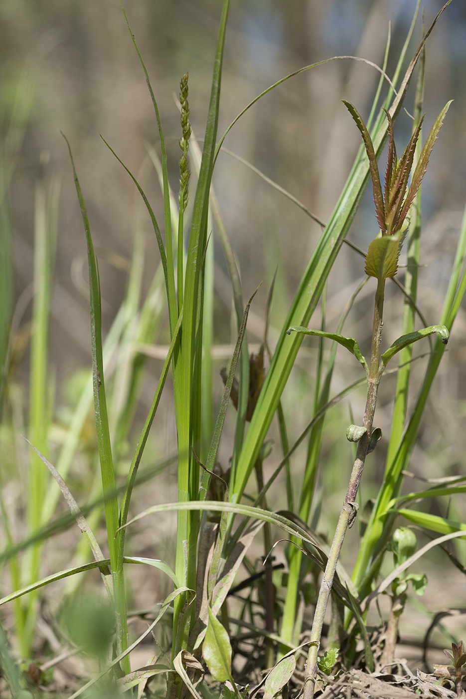 Изображение особи Carex spicata.