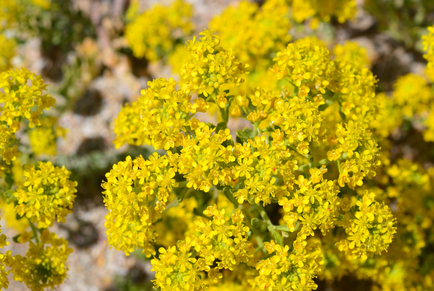 Image of Odontarrhena borzaeana specimen.