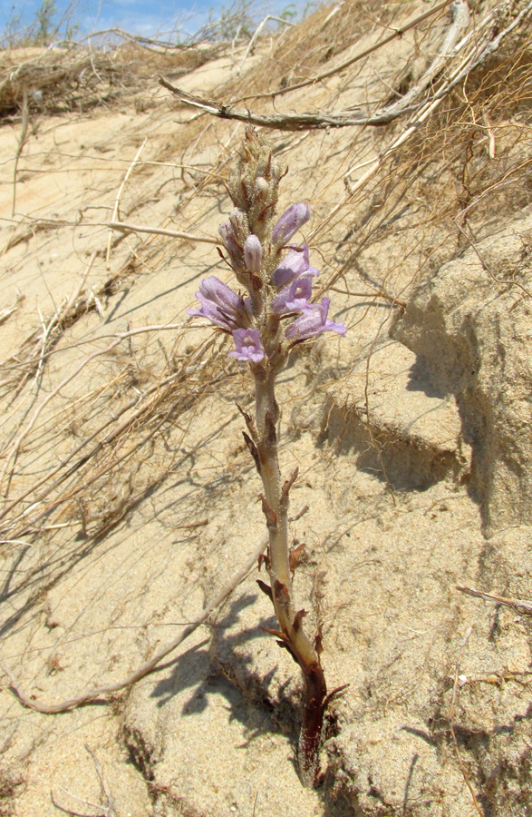 Image of Phelipanche arenaria specimen.