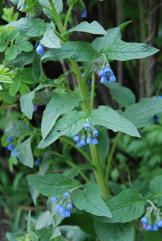 Image of Symphytum caucasicum specimen.