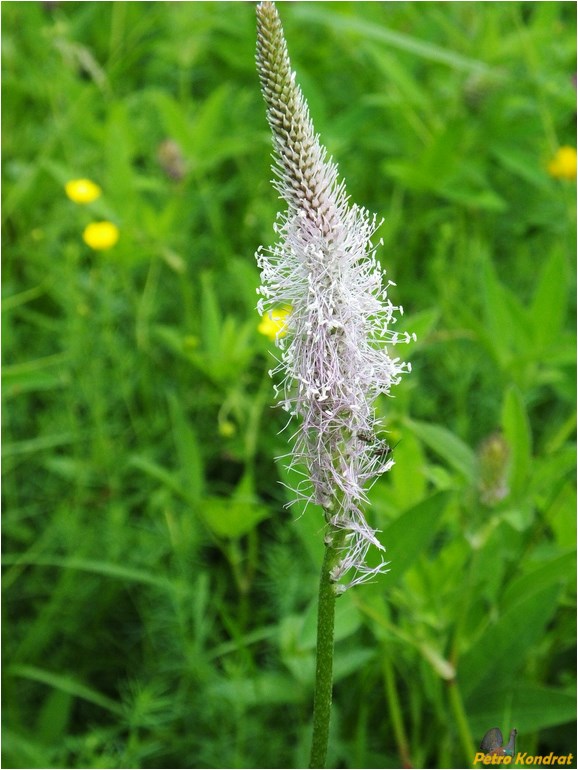 Image of Plantago media specimen.