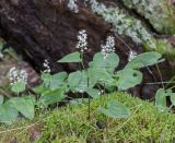 Maianthemum bifolium. Цветущие растения на замшелой древесине среди Pleurozium schreberi. Свердловская обл., окр. г. Заречный, урочище Черемшанское болото. 25.06.2017.