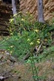 Mycelis muralis