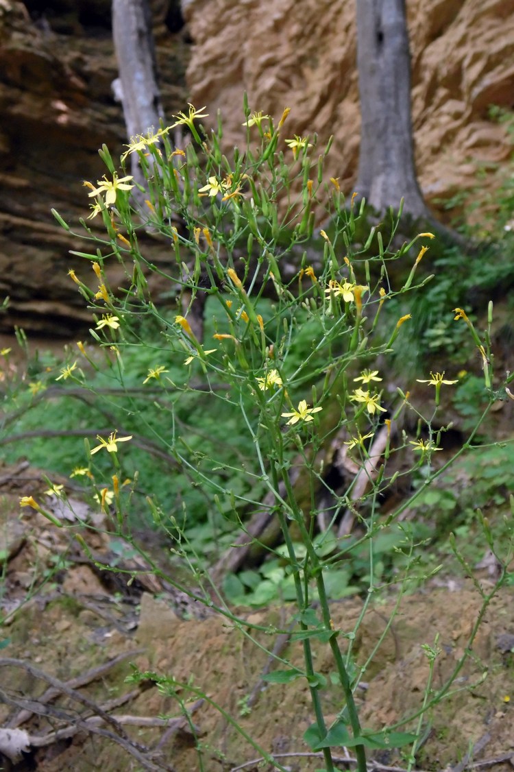 Image of Mycelis muralis specimen.