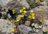 Saxifraga flagellaris