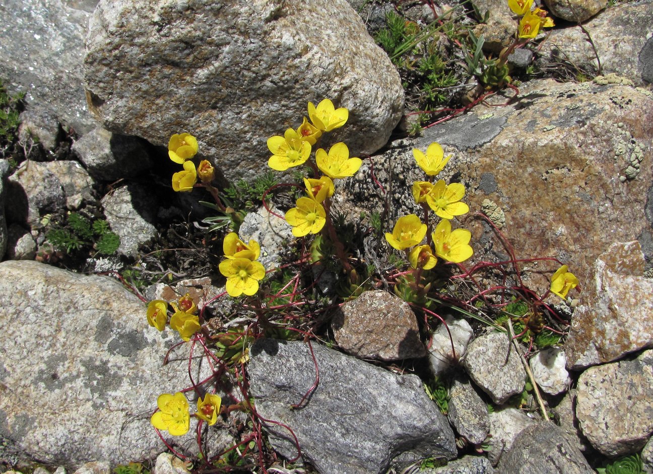 Изображение особи Saxifraga flagellaris.