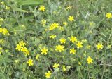 Potentilla laciniosa