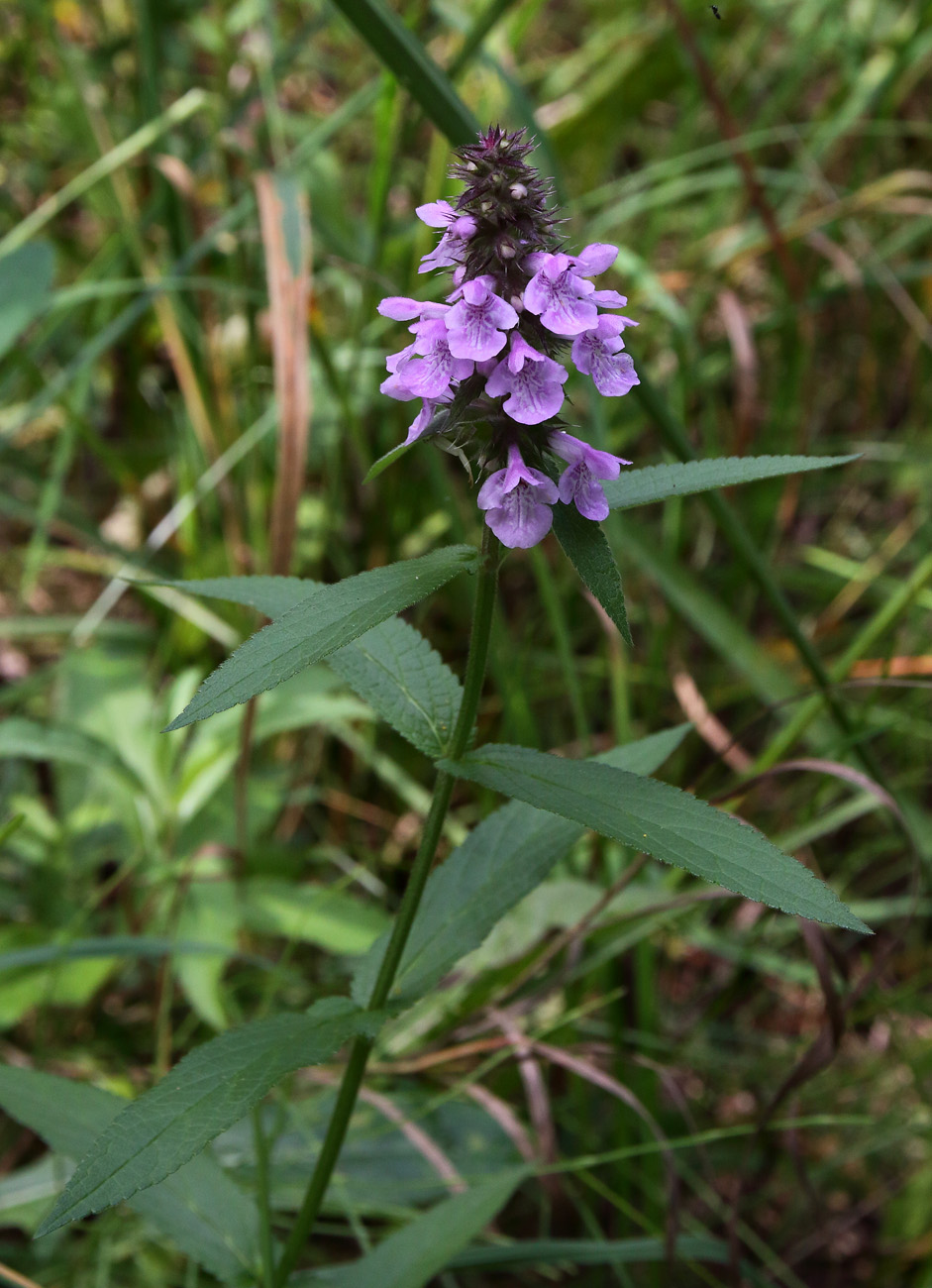 Изображение особи Stachys palustris.