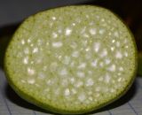 Eichhornia crassipes