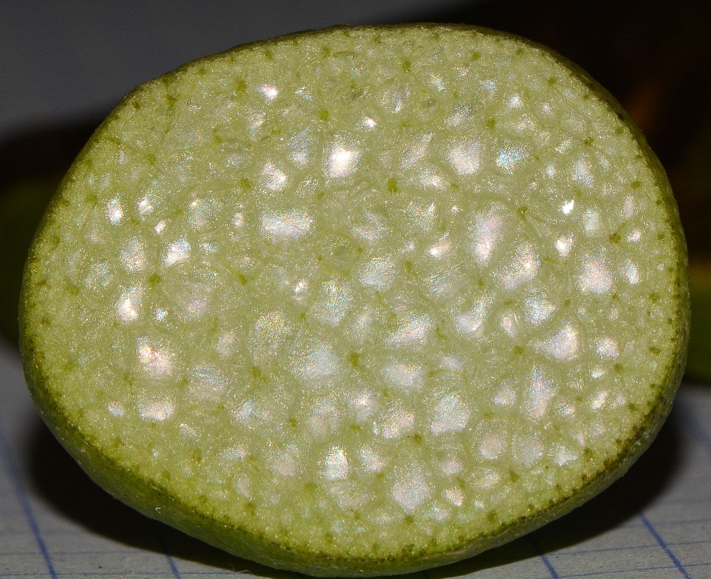 Image of Eichhornia crassipes specimen.