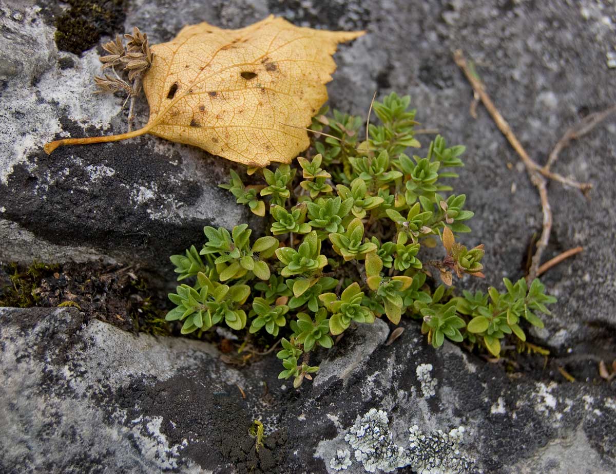 Изображение особи род Thymus.