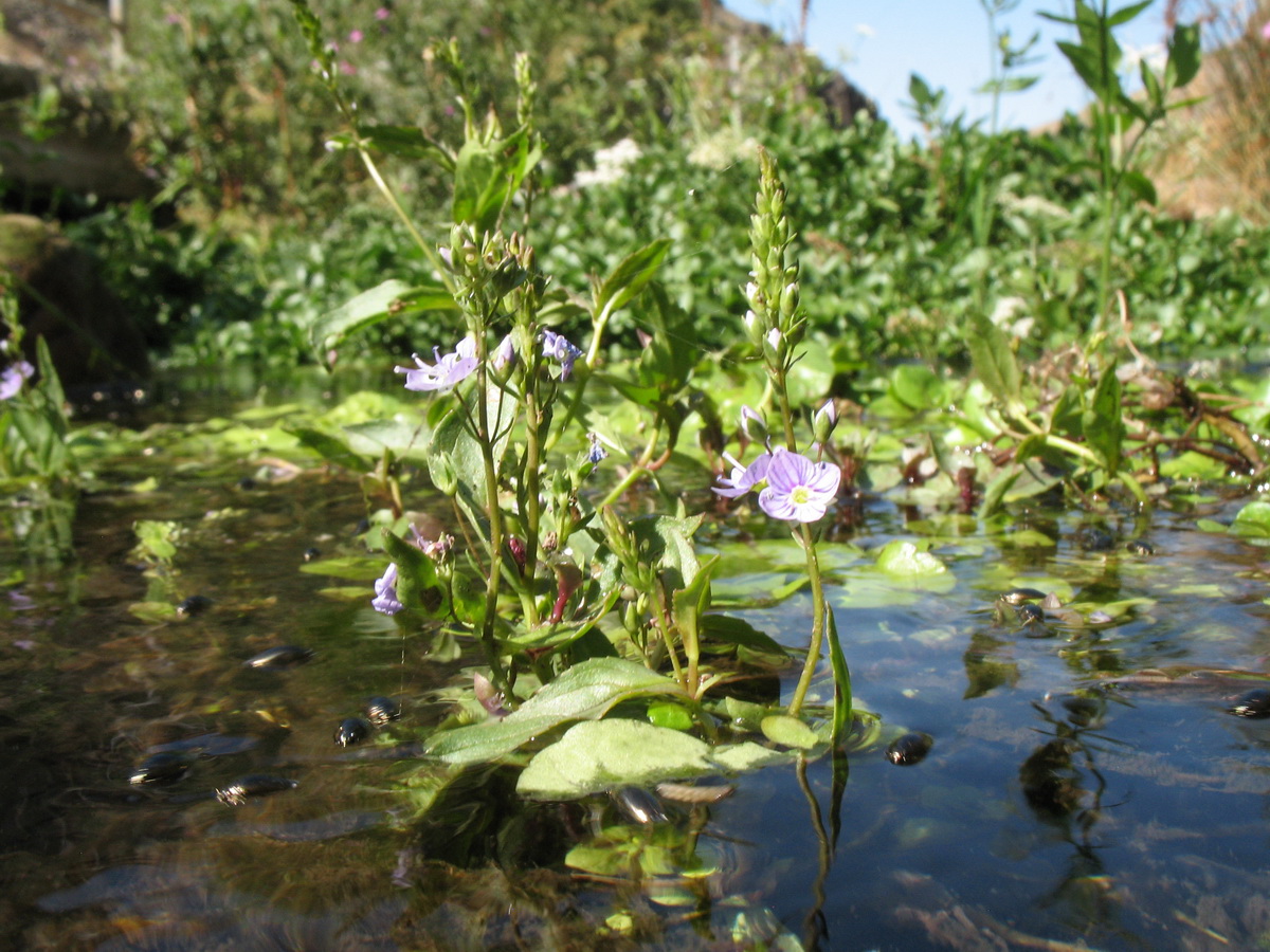 Image of Veronica oxycarpa specimen.
