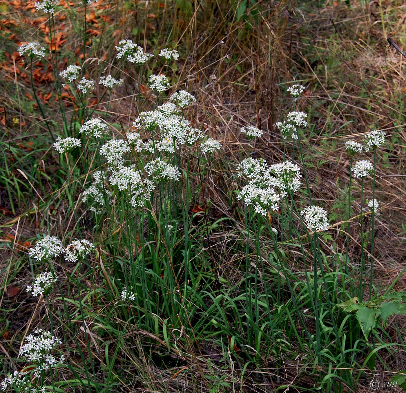 Image of Allium ramosum specimen.