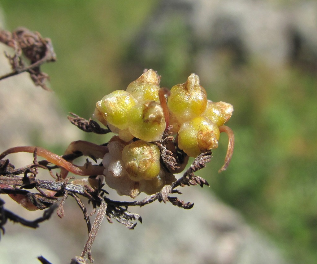 Image of Cuscuta epithymum specimen.