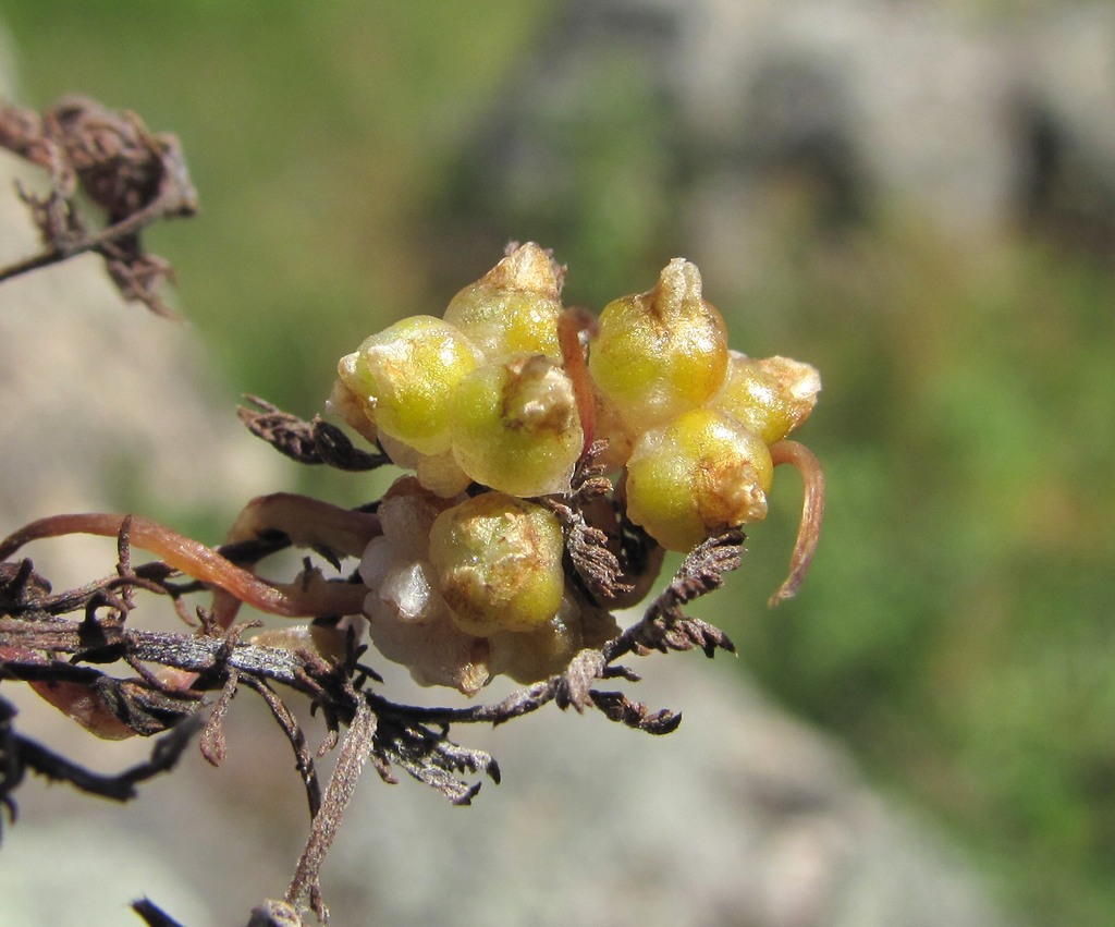 Изображение особи Cuscuta epithymum.