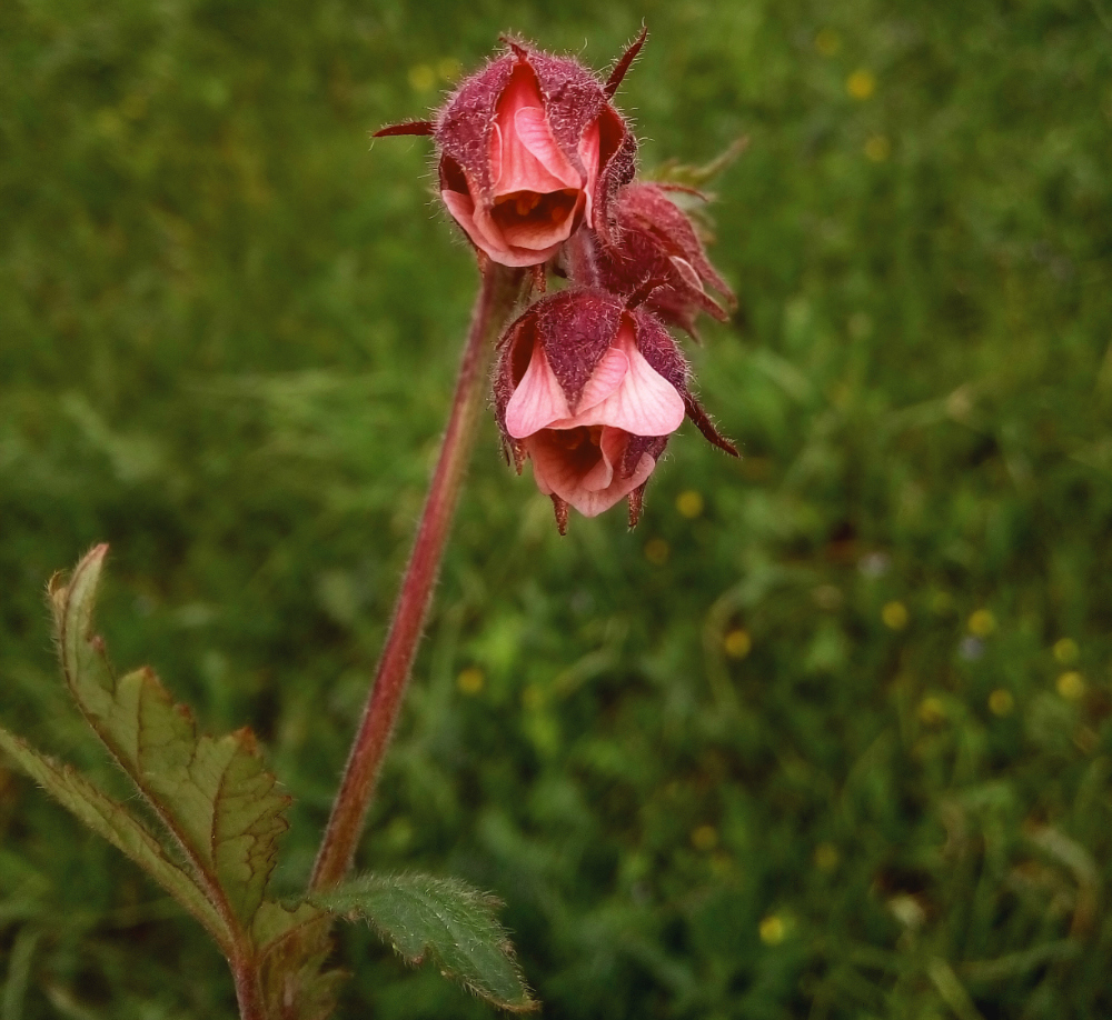 Изображение особи Geum rivale.