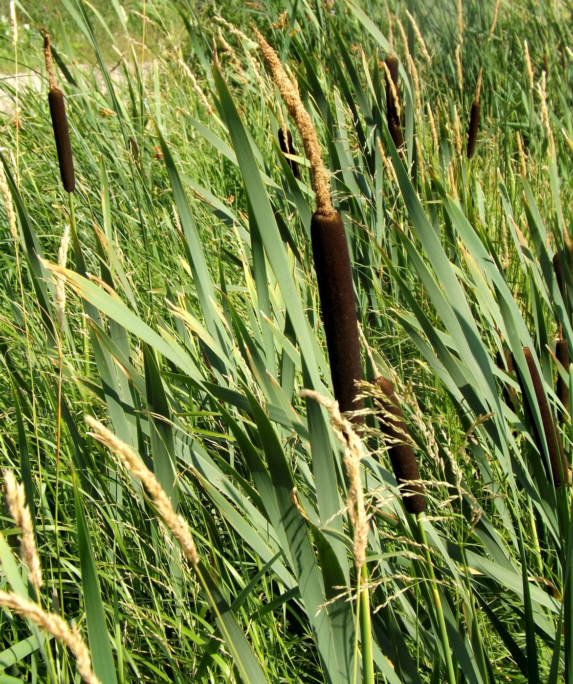 Image of Typha latifolia specimen.